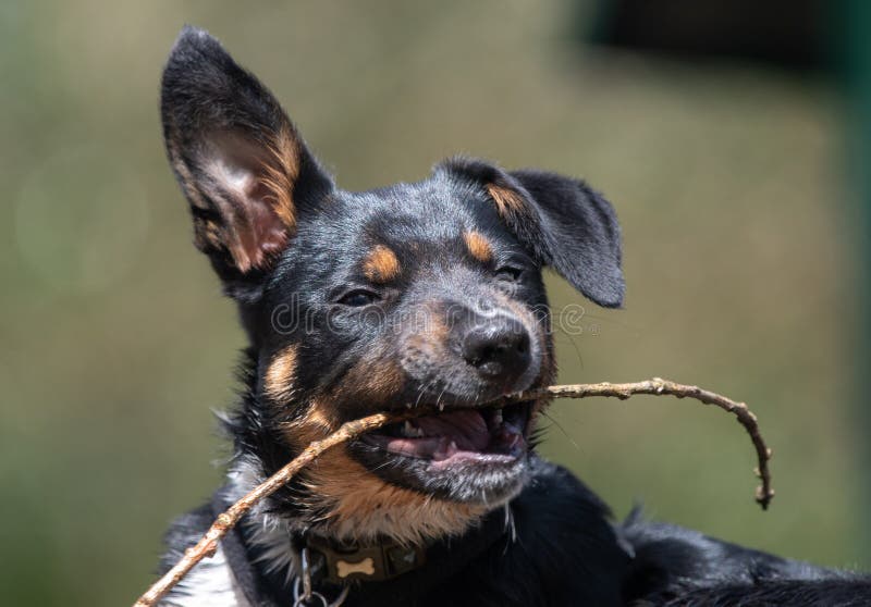 Red de borde jugando con su stick favorito. Una foto de primer plano de un cachorro de un collie en la hierba jugando con su palo favorito