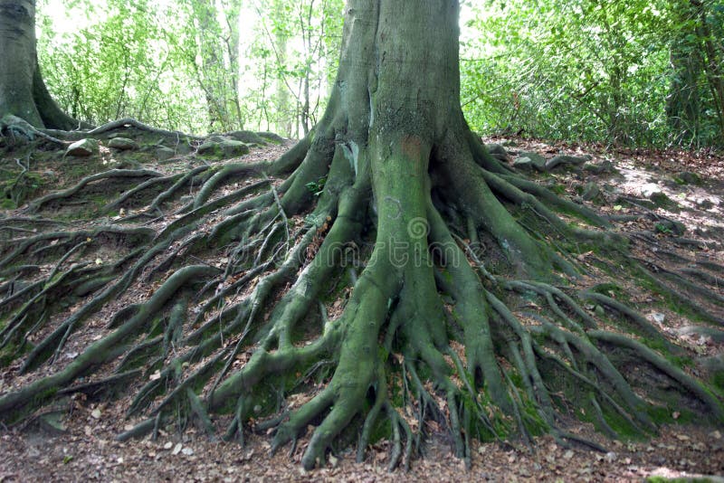 Red de raíces del árbol viejo grande fotografía de archivo libre de regalías Red de raíces del árbol viejo grande fotografía de archivo libre de regalías