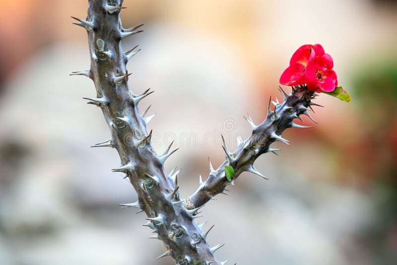 Red Decorative Flowers with Sharp Spikes Growing in Summer Park Stock