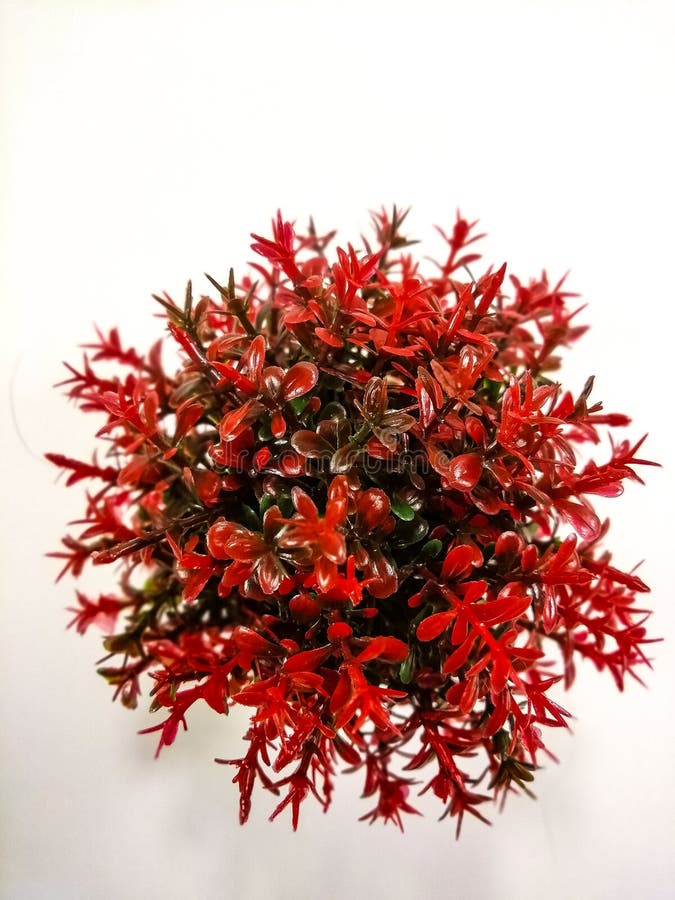 Red Decorative Flowers on White Background Stock Image Image of decorative, flowers 199157219