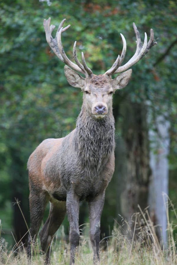 Red Deer