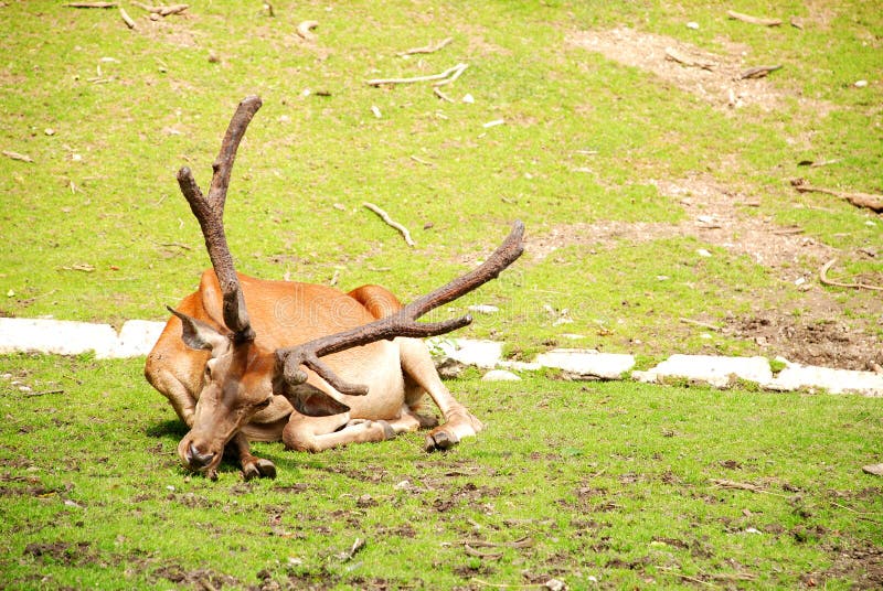 Red deer stock photo. Image of mammal, focused, male 20237784