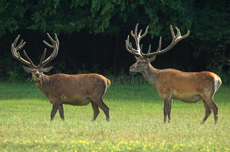 Red Deer