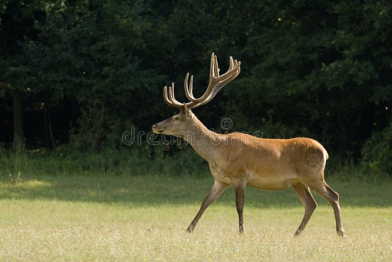 Red Deer