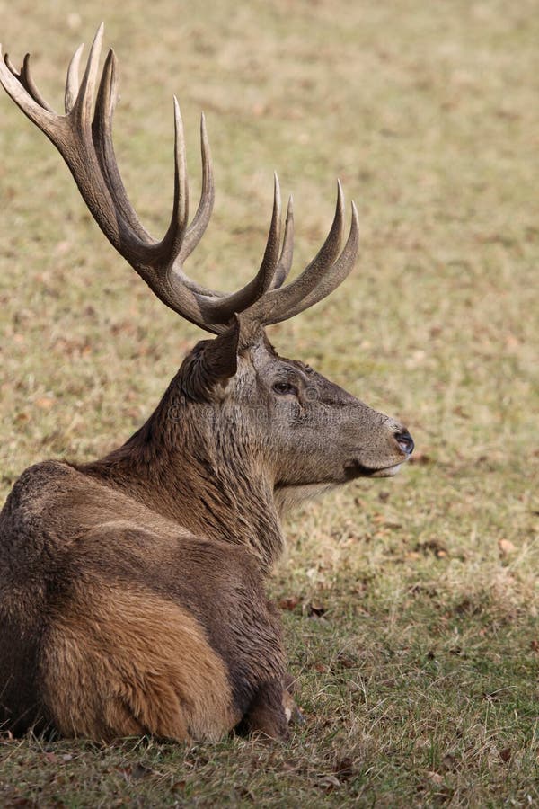 Red Deer stock photo. Image of ruminant, color, antlers - 22970916