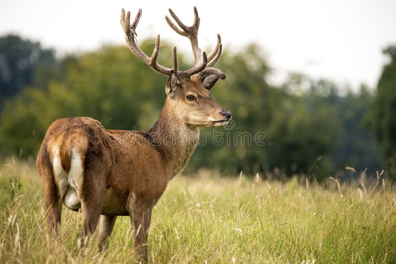 Red Deer