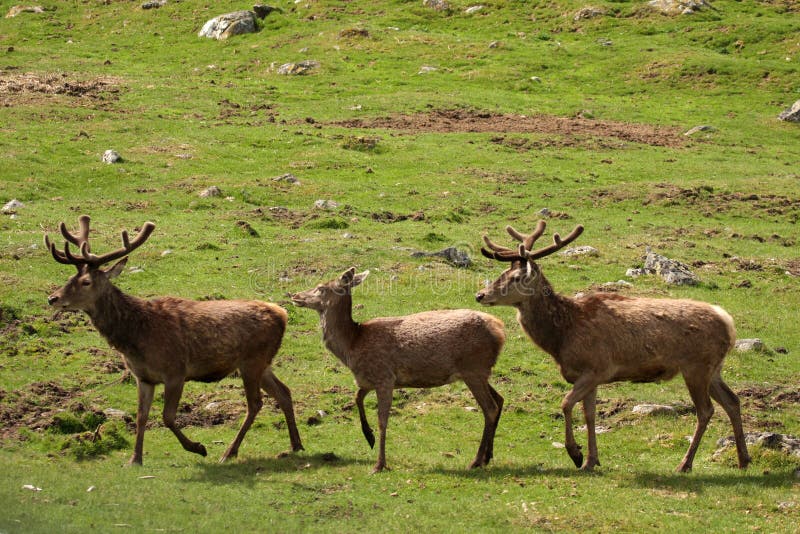 Red Deer