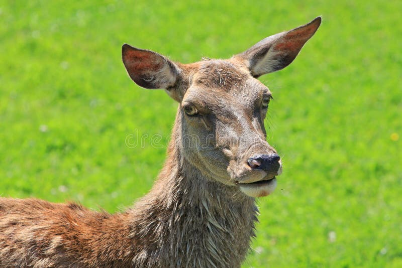 Red Deer stock photo. Image of animals, outdoors, head 9644730