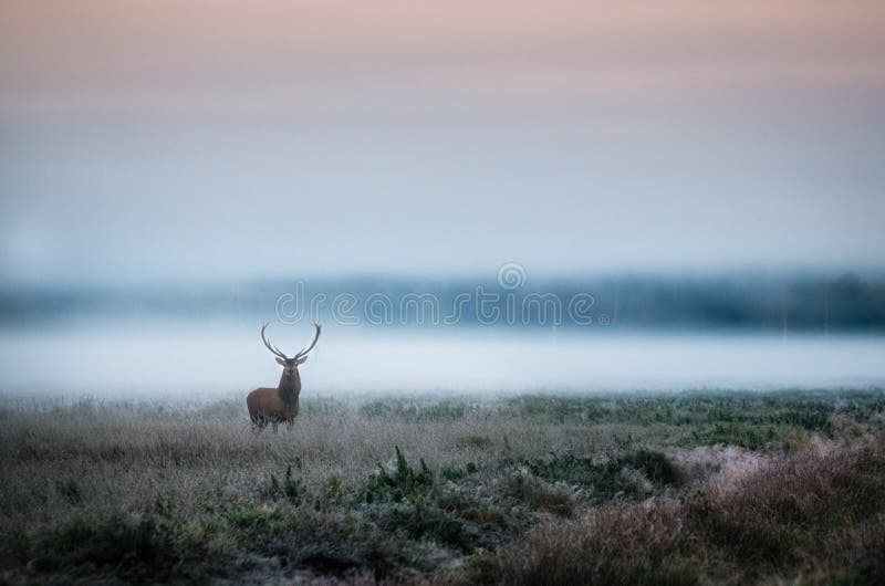 Red deer with antlers on foggy field the in Belarus.