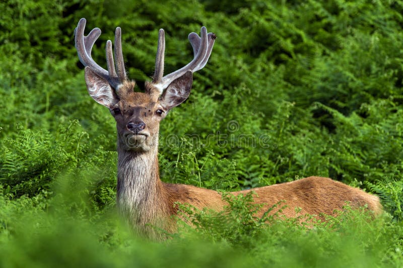 Red Deer in Bracken