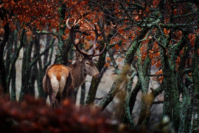 Red Deer, Cervus Elaphus, Big Animal in the Nature Forest Habitat. Deer ...