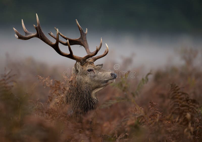 Red deer (Cervus elaphus)