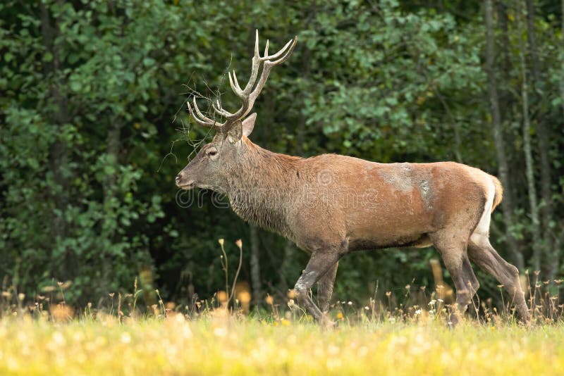 Red Deer Stag with Antlers Walking in Green Nature from Side View Stock  Photo - Image of outdoor, green: 204880364