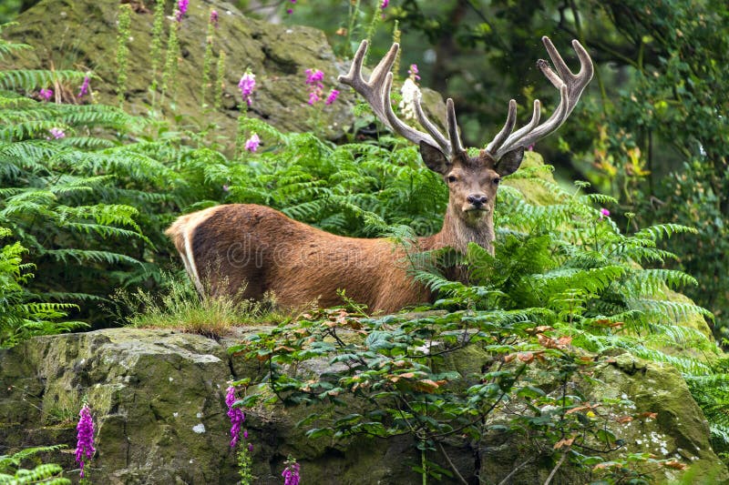 Red Deer Deep in Forest royalty free stock image