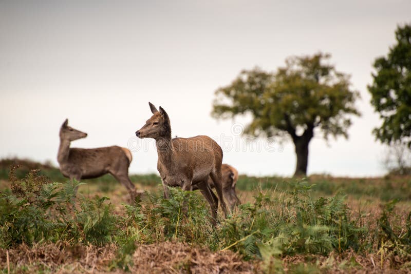 Red Deer Does during Rutting Season. Stock Image Image of elaphus, golden 35847037