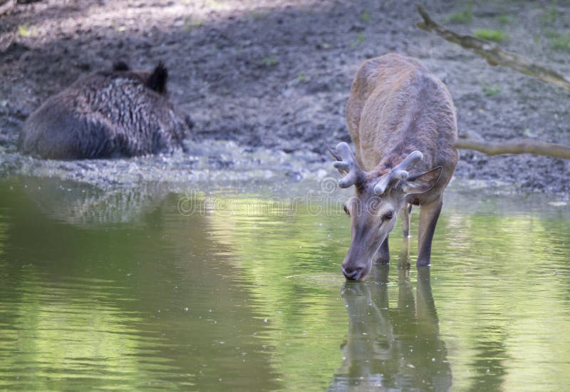 Red deer drinking water in forest stock images Red deer drinking water in forest stock images