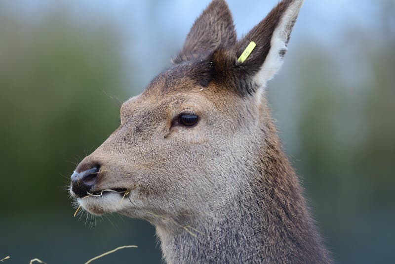 Red deer eating hay stock image. Image of head, ruminant 109529943