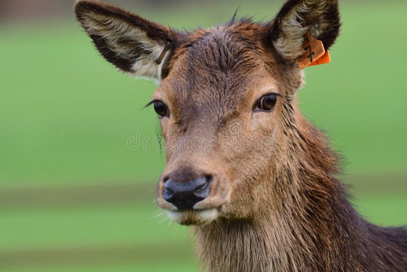 Red deer head shot stock photo. Image of deer, furry 109529912