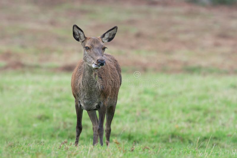 Red Deer Hind Cervus Elaphus Stock Photo Image of nature, brown