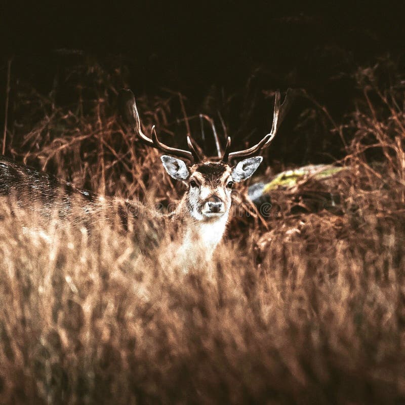 Red Deer through the Long Grass. Stock Image Image of stag, mammal