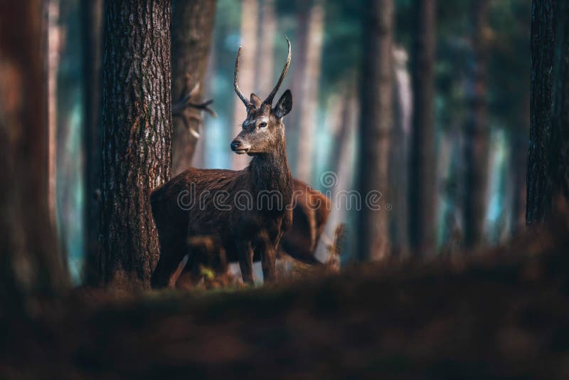 Red Deer with Pointed Antlers in an Autumn Pine Forest. Stock Photo