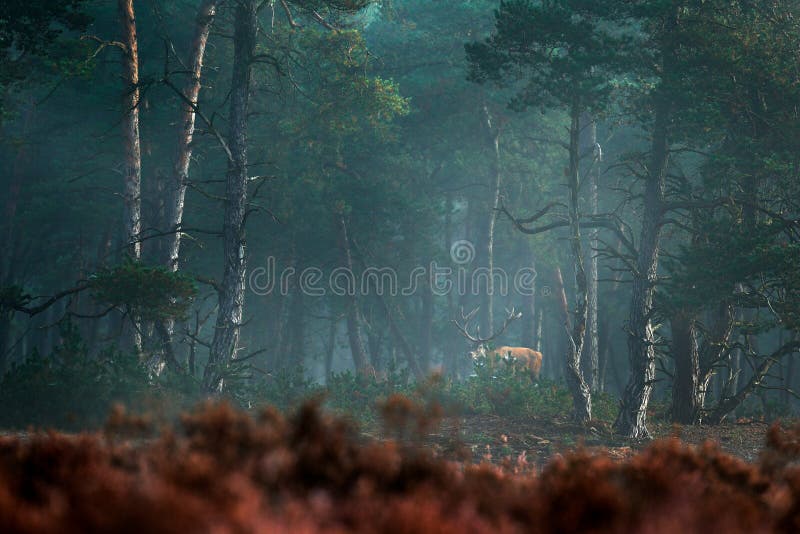 Red deer, rutting season, Hoge Veluwe, Netherlands. Deer stag, bellow majestic powerful adult animal in fog, foggy forest habitat