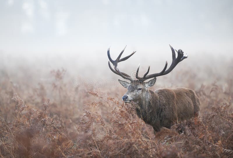 Red Deer during rutting season on a misty autumn morning