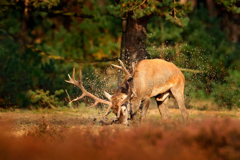 Red deer, rutting season, mud clay water bath. Deer stag, bellow majestic powerful adult animal outside wood, big animal in forest