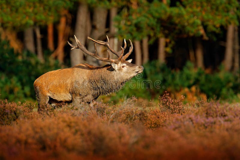 Red deer, rutting season in NP Hoge Veluwe, Netherlands. Deer stag, bellow majestic powerful adult animal outside wood, big anima