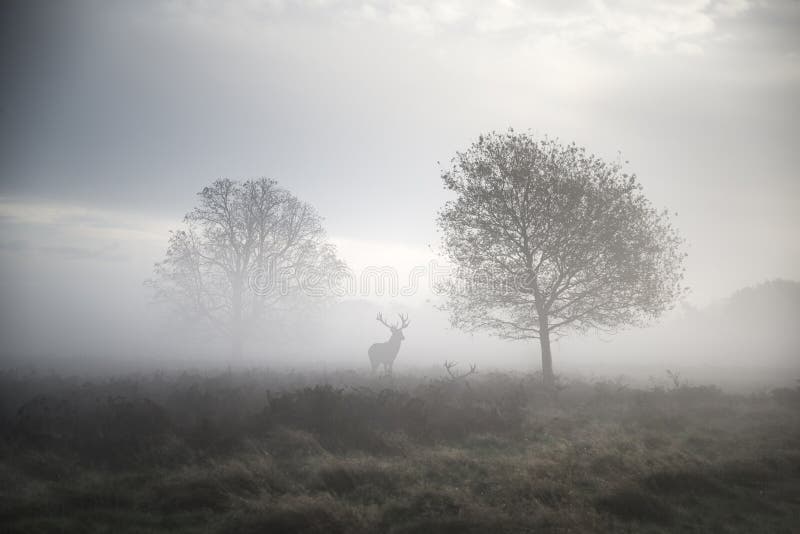 Red deer stag in atmospheric foggy Autumn landscape