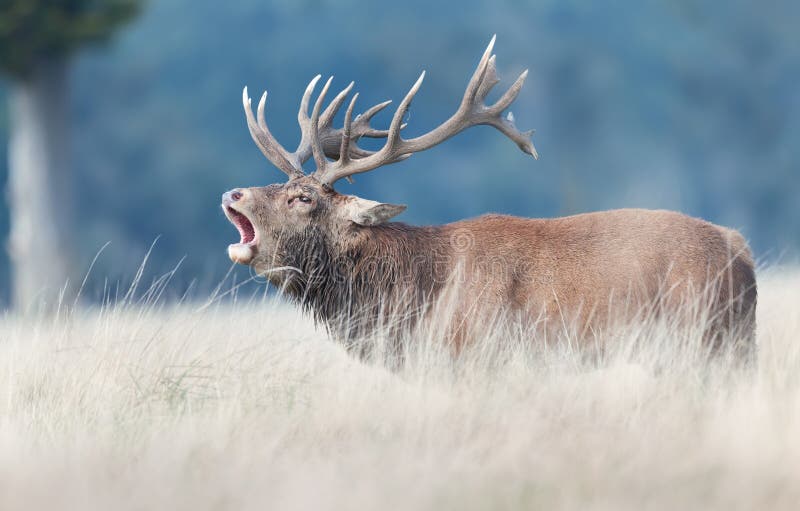 Red Deer Stag Calling during Rutting Season in Autumn Stock Image