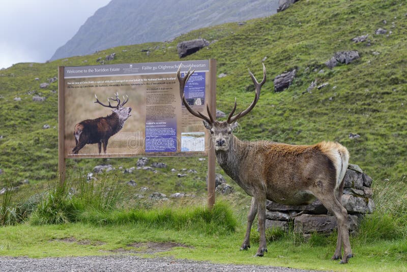 Red Deer Stag - Cervus elaphus. Standing by Deer information sign in Glen Torridon, Wester Ross, Highland, Scotland royalty free stock photography Red Deer Stag - Cervus elaphus. Standing by Deer information sign in Glen Torridon, Wester Ross, Highland, Scotland royalty free stock photography