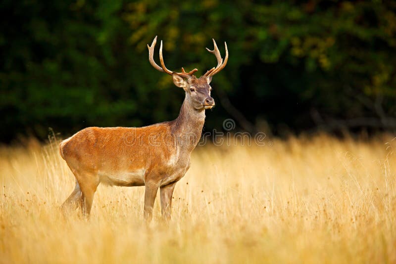 Red Deer Stag, Majestic Powerful Adult Animal Outside Autumn Forest. Big  Animal in the Nature Forest Habitat, Denmark Stock Image - Image of bellow,  norway: 119980489