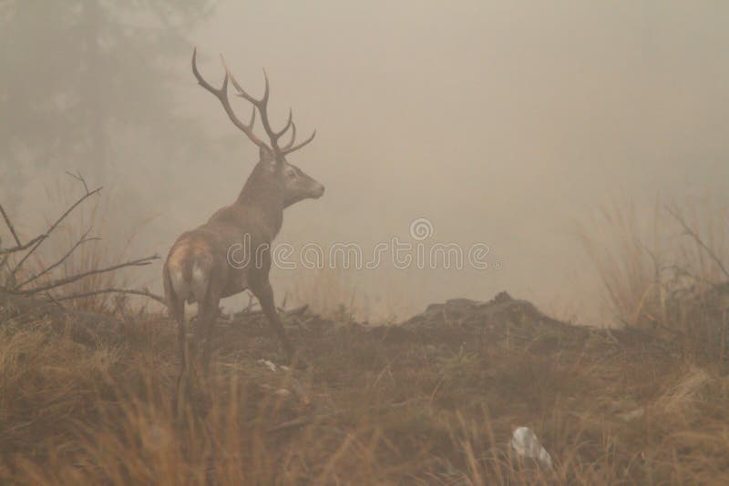 Red deer stag in morning fog royalty free stock photos Red deer stag in morning fog royalty free stock photos