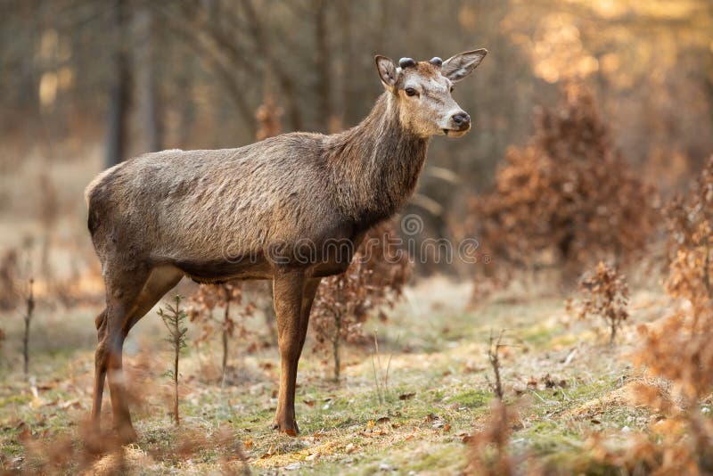 Red Deer Stag with New Antlers Growing Standing on a Glade in