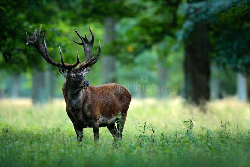 Ciervo ciervo afuera otono Bosque, el acostada en césped, naturaleza, checo, Europa.