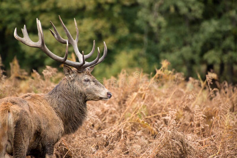 Red Deer Stag during Rutting Season in Autumn Stock Photo Image of