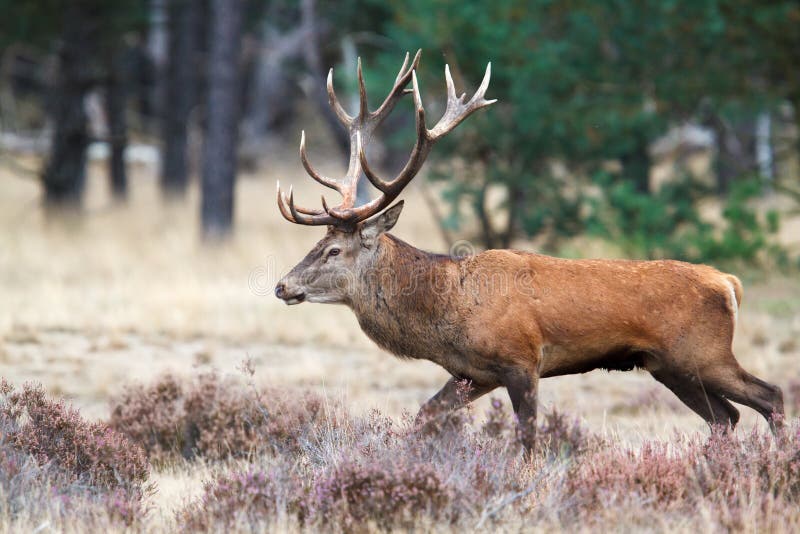 Red Deer Stag in Rutting Season Stock Image - Image of nature, netherlands: 145777247 Red Deer Stag in Rutting Season Stock Image - Image of nature, netherlands: 145777247