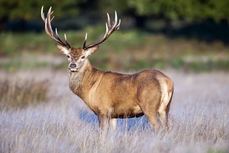 A red deer stag standing proud during the rut
