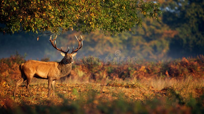 A red deer stag walking in the autumn morning light looking at the camera