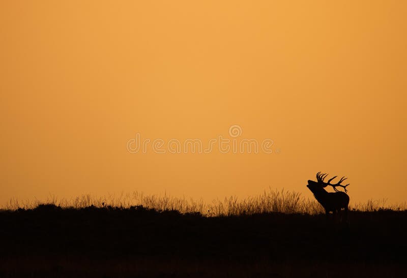 Red deer in Sunset stock image. Image of reddeer, deer 198807567