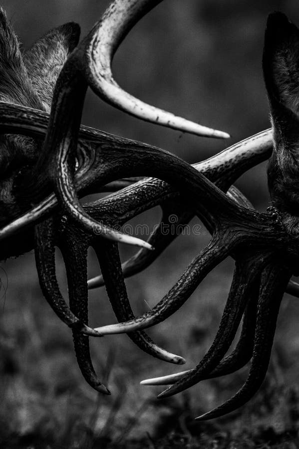 Red Deer stock image. Image of britain, winter, fight 84795217