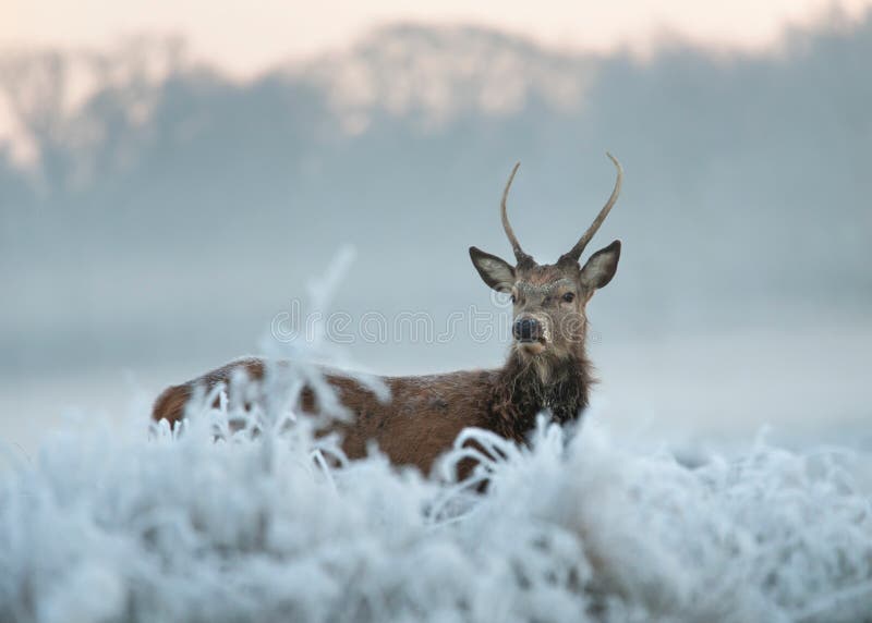 Red deer in winter royalty free stock photos Red deer in winter royalty free stock photos