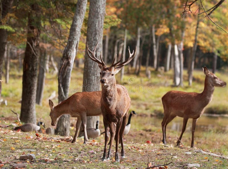 Red deers in nature stock photos Red deers in nature stock photos