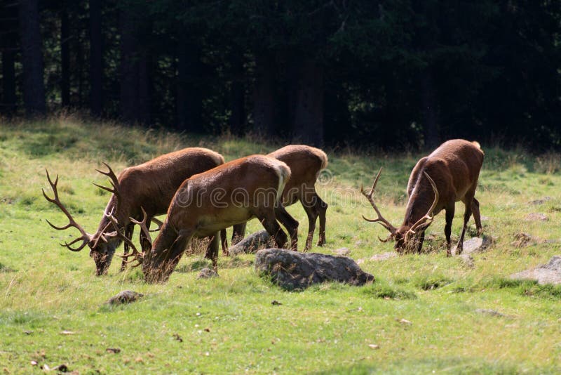 Red deers to the pasture