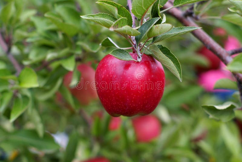 Red delicious apple