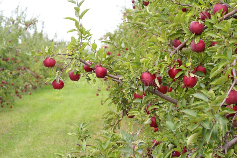 Red delicious apple