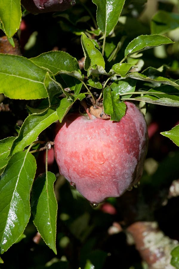 Red Delicious apple on the branch