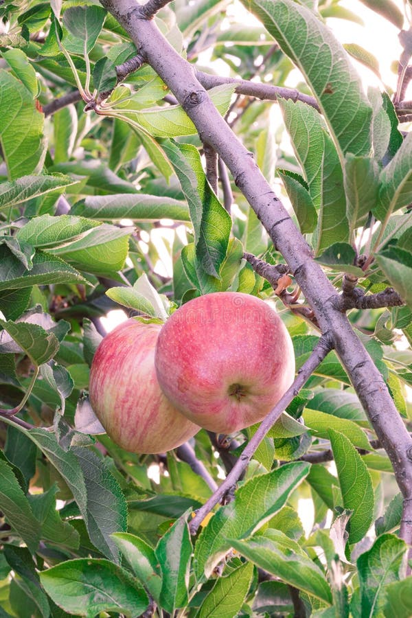 179 Heirloom Apple Tree Stock Photos Free & RoyaltyFree Stock Photos
