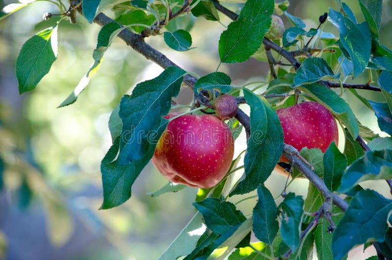 Succoso eccellente mele appendere sul un albero bellissimo Frutteto.